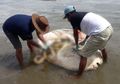 Punya Julukan Sang Ikan Matahari, Seperti Ini Penampakan Ikan Mola Mola yang Terdampar di Teluk Ambon