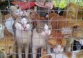 Keji, Daging Kucing Sekarang Diperjualbelikan, Harganya Rp69.000 per Ekor