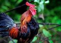Ketika ayam Jago Berkokok di Malam Hari, Inilah yang Bakal Terjadi di Sekitar Anda