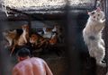 Daging Kucing Jadi Makanan Favorit Warga Vietnam