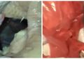 Binatang Pengerat Ditemukan pada Ayam Mentah yang Dijual Kedai di Singapura, Ini Cara Menyimpan Ayam yang Benar