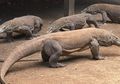 Pulau Komodo Bisa Melarang Wisatawan untuk Berkunjung setelah Ada Kasus Penyelundupan Komodo ke Luar Negeri