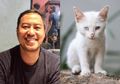 Panji Sebut Kucing Binatang Gembel: Ini 4 Manfaat Memelihara Kucing, Bikin Hidup Lebih Sehat dan Bahagia