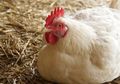 Rejeki Nomplok! Wanita Ini dapati Harta Karun Senilai Rp 4 Miliar di Perut Ayam Peliharaannya