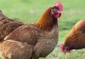 Ayamnya Tak Bertelur Selama 5 Tahun, Wanita Ini Malah Temukan Harta Senilai Rp4 Miliar saat Sembelih Ayam Tersebut