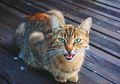 Terbukti, Kucing Ternyata Kenali Nama yang Diberikan oleh Pemiliknya