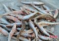 Meski Enak dan Sehat, Anda Tak Boleh Makan Ikan Jika Alami Kondisi Ini