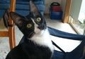 Ajaib, Meski Telah Tergiling di Dalam Mesin Cuci Selama 30 Menit, Kucing Ini Masih Hidup Tanpa Cedera