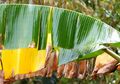 Siapa Sangka, Daun Pisang Memberi 8 Manfaat Luar Biasa Bagi Kesehatan dan Kecantikan