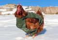 Kisah Monique, Ayam Pertama yang Berhasil Keliling Dunia Sampai Greenland