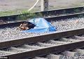 Kesetiaan Abadi: Anjing Ini Nggak Mau Meninggalkan Jasad Pemiliknya yang Meninggal Tertabrak Kereta