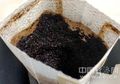 Jangan Dibuang! Ampas Kopi Ternyata Masih Bisa Digunakan Untuk Beberapa Hal Ini