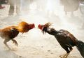 Dinyatakan Ilegal di Indonesia, Ternyata Sabung Ayam Jadi Olahraga Primadona di Filipina Bahkan Disebut Industri Miliaran Dolar