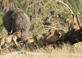 Senjata Makan Tuan, Pemburu Ini Tewas Diserang Gajah dan Dimakan Singa