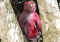 Seekor Monyet Tampak Kesepian, Diduga Ditolak Kawanannya karena Bulunya Disiram Cat Merah oleh Orang Iseng
