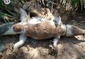 Akibat Terganggu Dengan Suara Sound yang Terlalu Keras, Seekor Buaya Mati dalam Kondiri Mengenaskan