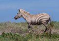 Zebra “Pirang” yang Langka Tertangkap Kamera di Alam Liar Afrika