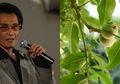 Diabetes Renggut Nyawa Penyanyi Keroncong Mus Mulyadi, Ternyata Ramuan Daun Jambu Biji Bantu Menyembuhkannya