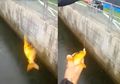 Asiknya Stadion Milik Sassuolo, Bisa Nonton Bola Sambil Mancing Ikan