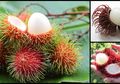 Termasuk Melawan Kanker, Ini 9 Manfaat Luar Biasa Makan Rambutan!