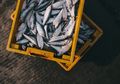 Inilah Daftar Ikan yang Mengandung Merkuri, Bisa Sebabkan Masalah Otak