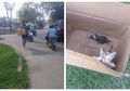 Viral, Kisah Driver Grab yang Rela Nyebur Got Demi Selamatkan Anak Kucing
