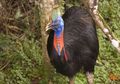 Burung Paling Mematikan di Dunia, Hanya Dengan Cakarnya Burung Ini Sanggup Bunuh Manusia
