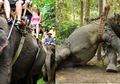 Realitas Kejam di Balik Industri Wisata Menunggangi Gajah di Thailand yang Mungkin Tak Pernah Anda Ketahui