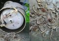 Nasi Di Rice Cooker Cepat Basi, Bisa Jadi Penyebabkan Karena Cicak-cicak Ini!