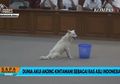 Anjing Kintamani Bali Diakui Dunia Sebagai Anjing Ras Asli Indonesia
