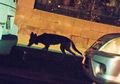Perkumpulan Sekte Misterius atau Anjing Hutan? Ilmuwan Selidiki Kasus Brutal Pembunuhan Kucing