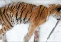 Datangi Rumah Warga Diduga Mau Minta Tolong karena Sakit Gigi, Nasib Harimau Siberia Ini Berakhir Tragis