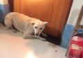 Halangi Pintu, Anjing Ini Tidak Mau Ditinggal Menikah Majikannya