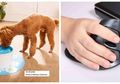 Foto Unik, 8 Gadget Aneh Ini akan Mengubah Kehidupan Anda Sehari-hari