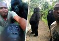 Dikenal Buas, Gorila-gorila Liar Justru Mau Berpose Demi 'Selfie' dengan Orang-orang Luar Biasa Ini, Lucu!