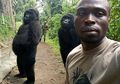 Dikenal Buas, Gorila-gorila Ini Malah Berpose Selfie Cool Abis