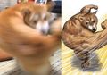 Foto Blur Anjing Ini Malah Viral dan Jadi Meme Netizen, Seakan-akan Si Anjing Punya Otot Gede!