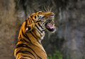 Seekor Harimau Sumatra Serang Seorang Petugas Wanita di Kebun Binatang