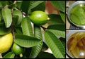 Ini 4 Manfaat 'Ajaib' Air Rebusan Daun Jambu, Begini Cara Membuatnya