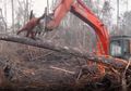 Video Memilukan Seekor Orangutan Melawan Buldoser untuk Pertahankan Habitatnya, Masyarakat Harapkan Solusi