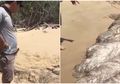 Kalimantan Geger, Hewan Berjuluk Peliharaan Dajjal Ini Jadi Sorotan Warga Setelah Terdampar di Tepian Pantai, Berbentuk Sangat Aneh dengan Ukuran Raksasa
