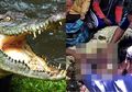Disangka Makan Manusia Video Penagkapan Buaya di Maluku Viral, Warga Temukan ini Saat Belah Perut Buaya