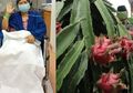 Selain Ikan Gabus, Sutopo Purwo Juga Minta Ani Yudhoyono Minum Jus Buah Ini agar Sembuh dari Leukimia