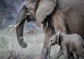 Prabowo Komunikasi dengan Hewan, Animal Communicator: Ini Caranya