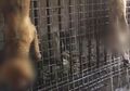 Pemandangan Mengerikan Rumah Jagal Anjing di Solo, Setiap Harinya 1.200 Ekor Anjing di Bantai Demi Hasrat Kerakusan Manusia