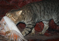 Rencana Sadis Australia, Bagikan Sosis Beracun Untuk Bantai 2 Juta Kucing pada Tahun 2020