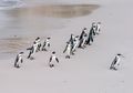 Tragis, Hanya dalam Satu Malam Koloni Penguin Musnah Ketika Es di Antartika Runtuh