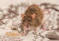 Masih Banyak yang Salah Kaprah, Bukan dengan Jebakan Tikus Tetapi Inilah Cara Ampuh Usir Tikus dari Rumah Sekaligus Buat Rumah Wangi