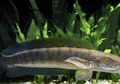 Gegara Almarhum Sutopo BNPB, Ikan Ini Dilirik Banyak Orang, Bermanfaat Untuk Obati Luka Luar dan Dalam Juga Sesar Serta Mengatasi Gizi Buruk