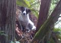 Seekor Anjing Setia Menemani Tuannya yang Hilang saat Hiking sambil Terus Menggonggong Mencari Pertolongan